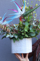 Niebieska Strelicja Saute, kompozycja kwiatowa do Twojej donicy, wys.56cm