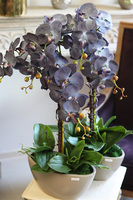 Bluenello Avantgarde Beige, wysoki niebieski storczyk, wys.73cm 