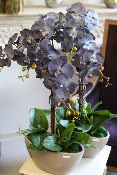 Bluenello Avantgarde Beige, wysoki niebieski storczyk, wys.73cm 