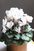 Szronione Cyklameny Gold, elegancka zimowa kompozycja