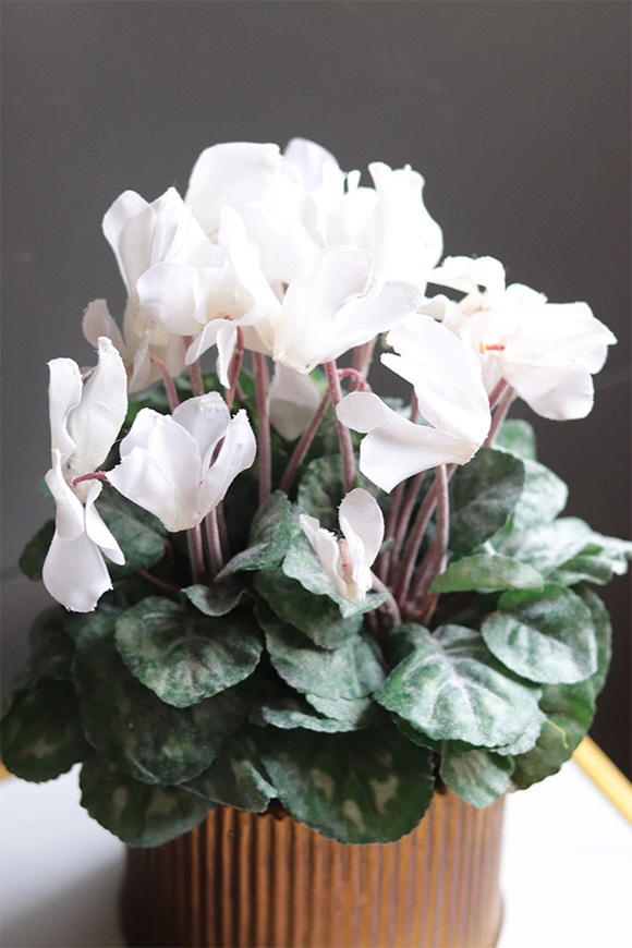 Szronione Cyklameny Gold, elegancka zimowa kompozycja