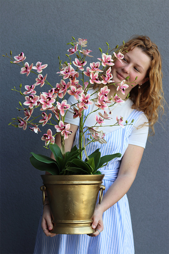 gumowy storczyk w złotym coolerze, Pink Golden Tresta