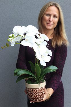 Bedytana 2, gumowy storczyk w brązowej donicy, wys.48cm