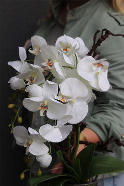 Glassier Como, sztuczny storczyk w szklanej tubie, wys.48cm 