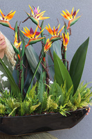 Big Laos Sukulenty Strelicja Retirena, egzotyczna kompozycja w czarnej donicy