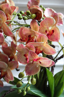 storczyk Laos Cremina Granada, w donicy łódce, wys.50c