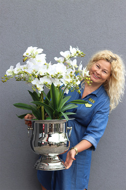 Eveline Elegance Albina, gumowy storczyk w pucharze, wys.88cm 