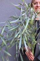 Naturalność, bukiet gałązek wierzby do wazonu