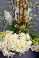 Wiosenne Trele GoldLine, wiosenna kompozycja roślinna