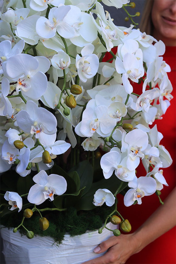 Cavallo Lux Saute, storczyk w stretchu do Twojej donicy