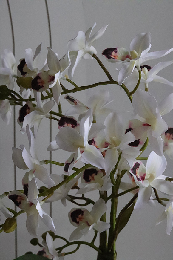 Gold Orchid Bellana, storczyk w złotej donicy