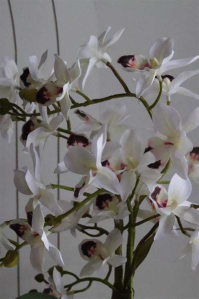 Gold Orchid Bellana, storczyk w złotej donicy