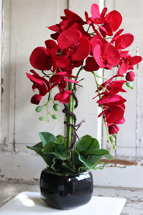 karminowy storczyk w czarnej donicy, Redisano, wys.62cm 