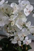 ekskluzywny storczyk w złotym pucharze, Gold Champagne Cooler, wys.83cm 