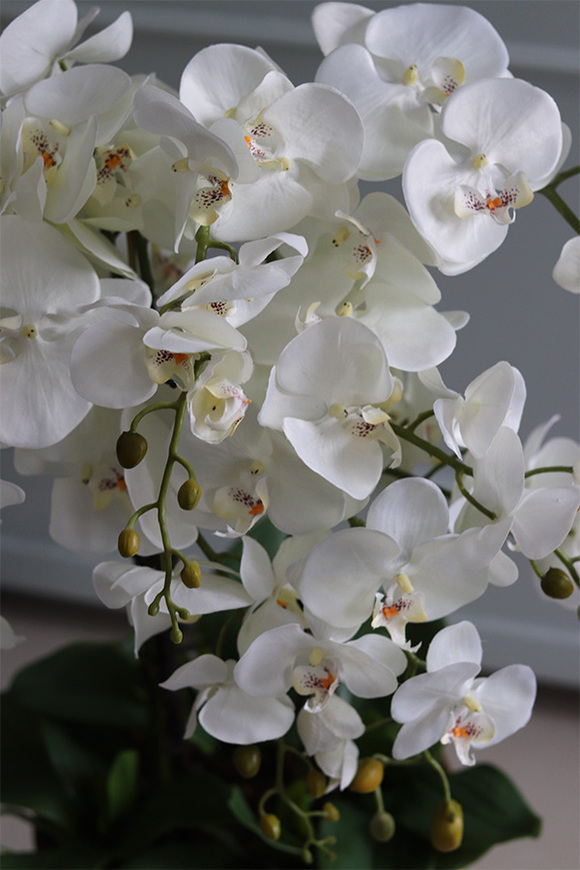 ekskluzywny storczyk w złotym pucharze, Gold Champagne Cooler, wys.83cm 