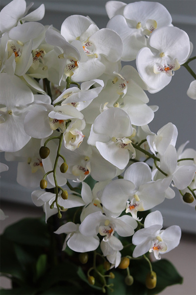 ekskluzywny storczyk w złotym pucharze, Gold Champagne Cooler, wys.83cm 