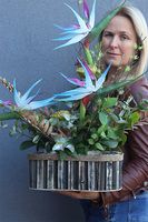 Niebieska Strelicja Wood, egzotyczna kompozycja w donicy