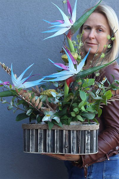 Niebieska Strelicja Wood, egzotyczna kompozycja w donicy