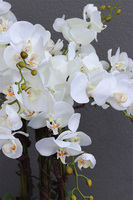 duży storczyk Mediolan Grande Subtila w białej donicy, wys.130cm 