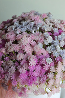 Gipsówka Ballerina, flowerbox kwiatowy welurowy