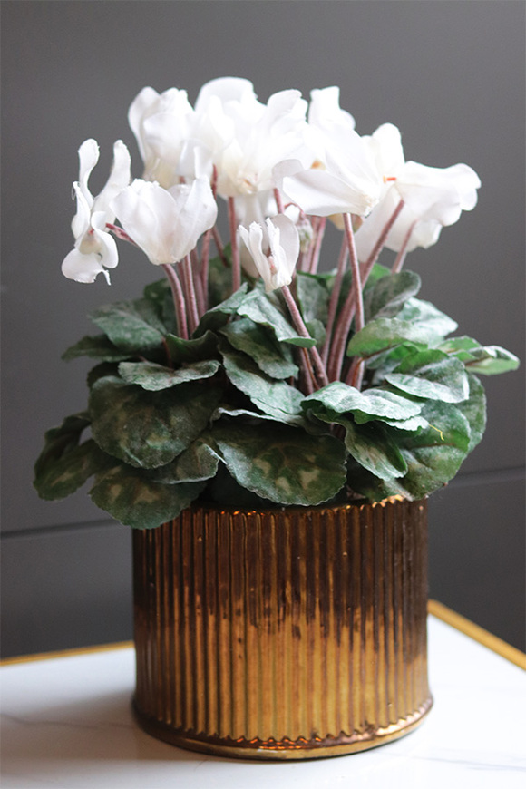 Szronione Cyklameny Gold, elegancka zimowa kompozycja