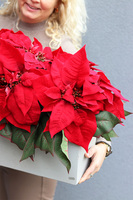 Gwiazda Betlejemska Modern Concrete, wysokiej jakości sztuczna roślina