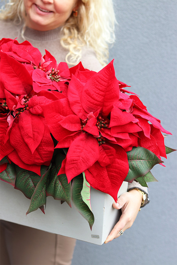 Gwiazda Betlejemska Modern Concrete, wysokiej jakości sztuczna roślina