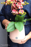 Just Pink, gumowy storczyk w doniczce