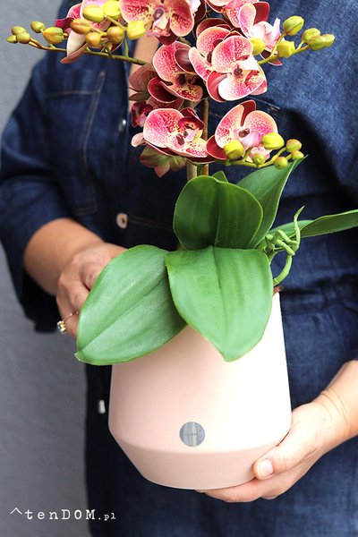 Just Pink, gumowy storczyk w doniczce