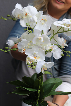 Pure White Mediolan, sztuczny storczyk w plastikowej donicy, wys.56cm  