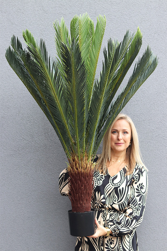 Cykas Grande, sztuczna roślina w osłonce z tworzywa sztucznego
