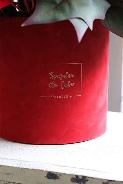 Gwiazda Betlejemska Red, flowerbox zimowy, czerwony welur