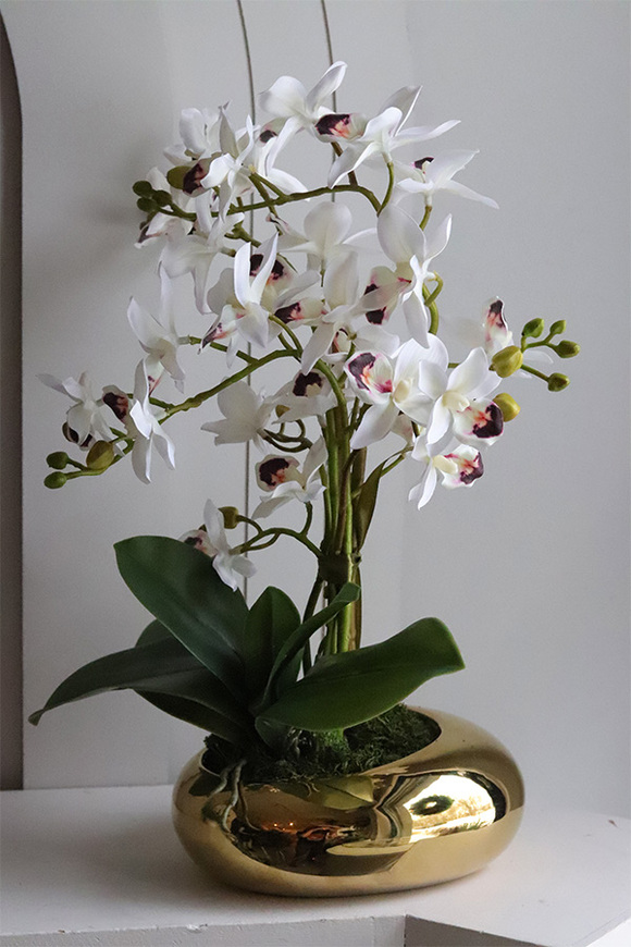 Gold Orchid Bellana, storczyk w złotej donicy