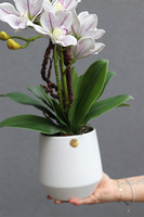 Fredera, gumowy storczyk cymbydium w doniczce