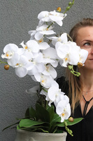 Belledia, storczyk w betonowej donicy