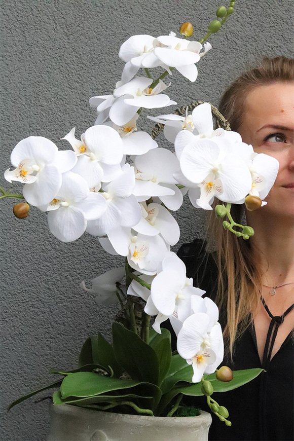 Belledia, storczyk w betonowej donicy