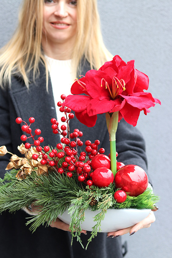 Amarylis Winter Laos, świąteczna kompozycja z czerwonymi kwiatami