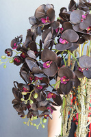 Aubergine Black, sztuczny storczyk w złotej donicy, wys.108cm
