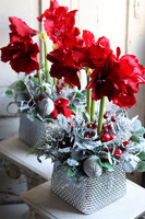 Amarylis Silver Winter, świąteczny stroik z czerwonym amarylisem, wys.60cm  