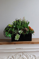 September Green, pomarańczowe sukulenty w czarnej donicy