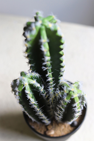 Kaktus Neria, sztuczna roślina