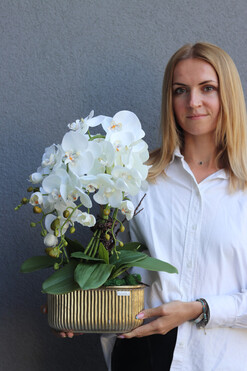 Goldman, elegancki storczyk w złotej osłonce, wys.52cm