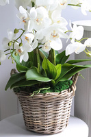 Rattania Provance A, sztuczny storczyk w wiklinowym koszu