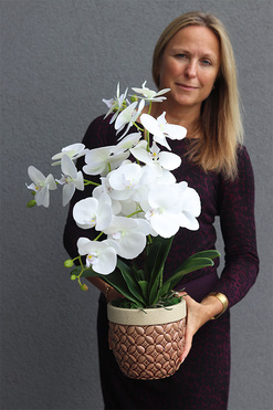 Bedytana, gumowy storczyk w brązowej donicy, wys.62cm 