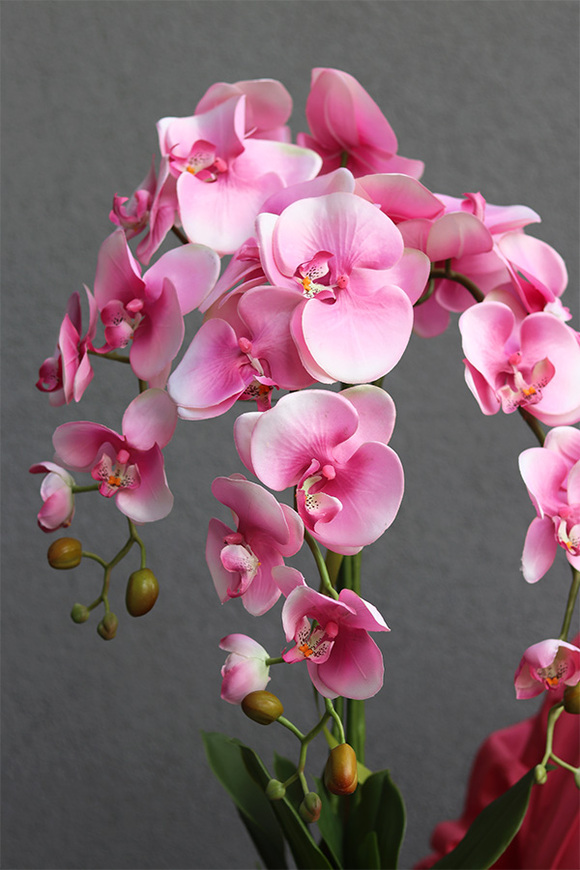  Filomena 2, gumowy różowy storczyk w pucharze