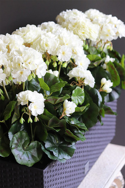 Białe, sztuczne pelargonie na balkon i parapet, wym.41cm