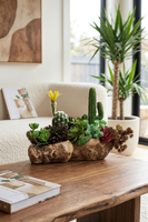 Forrest Suculent, kompozycja sukulenty w donicy