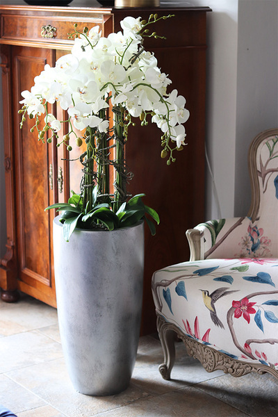 Grande Teoso, storczyk podłogowy w srebrnej donicy, wys.132cm