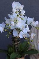 Geolia Letera, sztuczny storczyk w doniczce