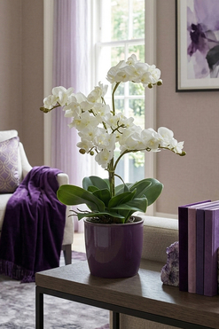 OD RĘKI Purpletti, sztuczny storczyk w fioletowej donicy, wys.54cm 